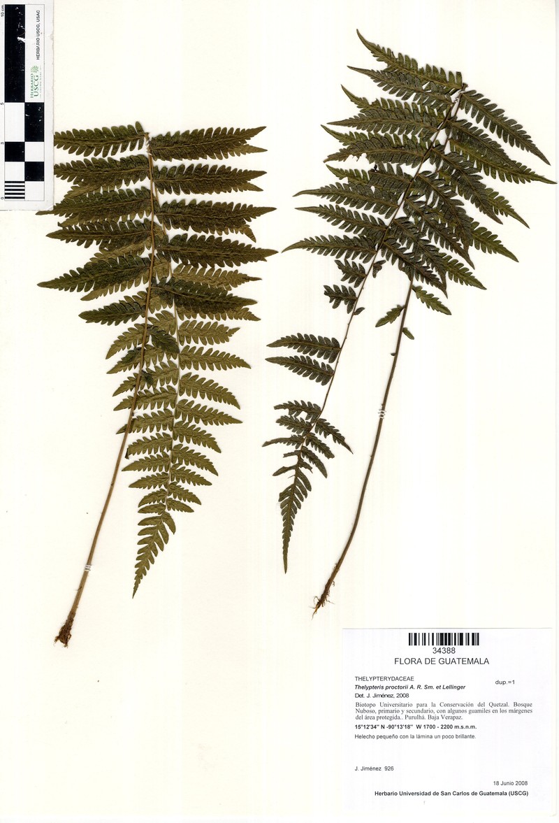 Thelypteris proctorii photo 2