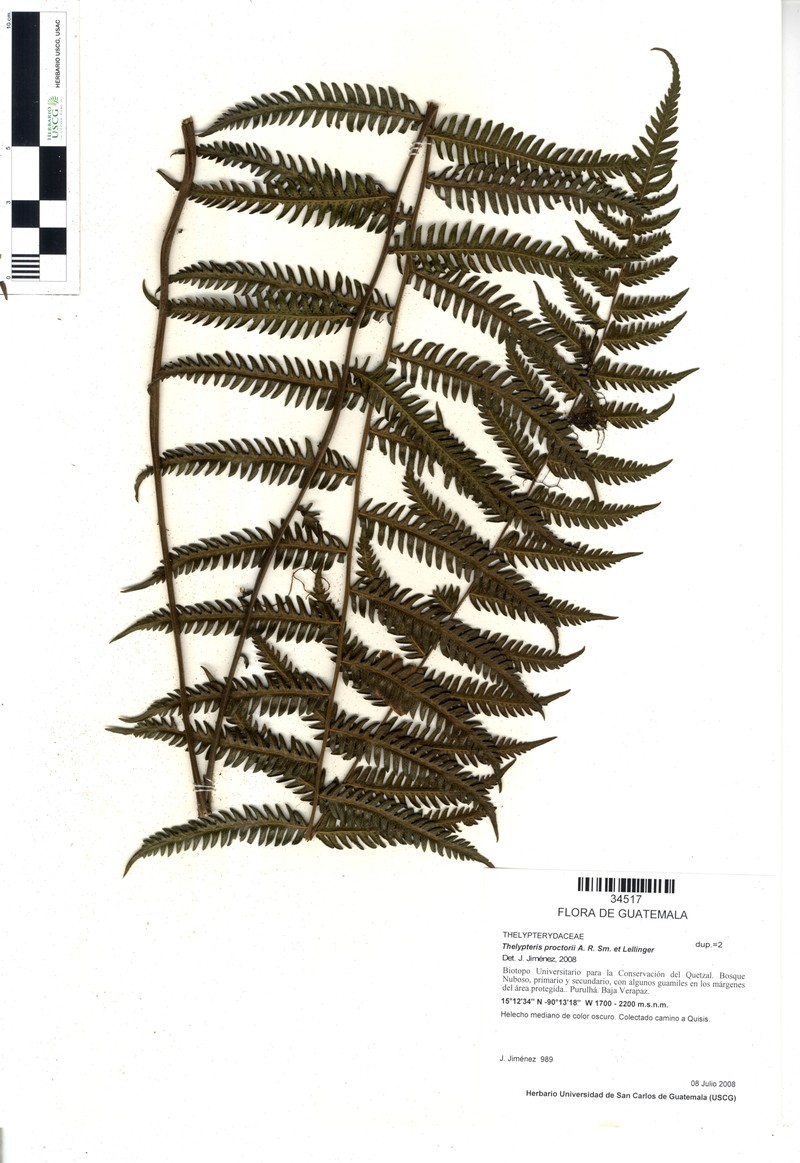 Thelypteris proctorii photo 3