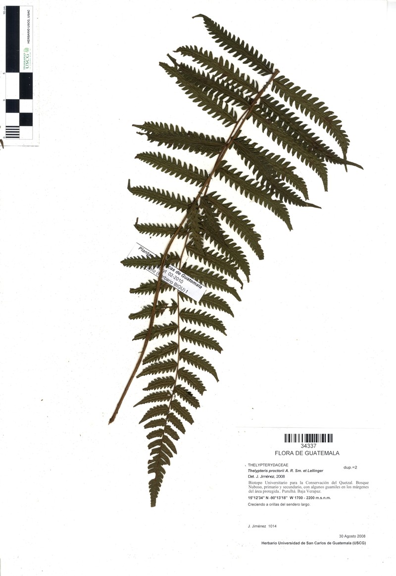 Thelypteris proctorii photo 4