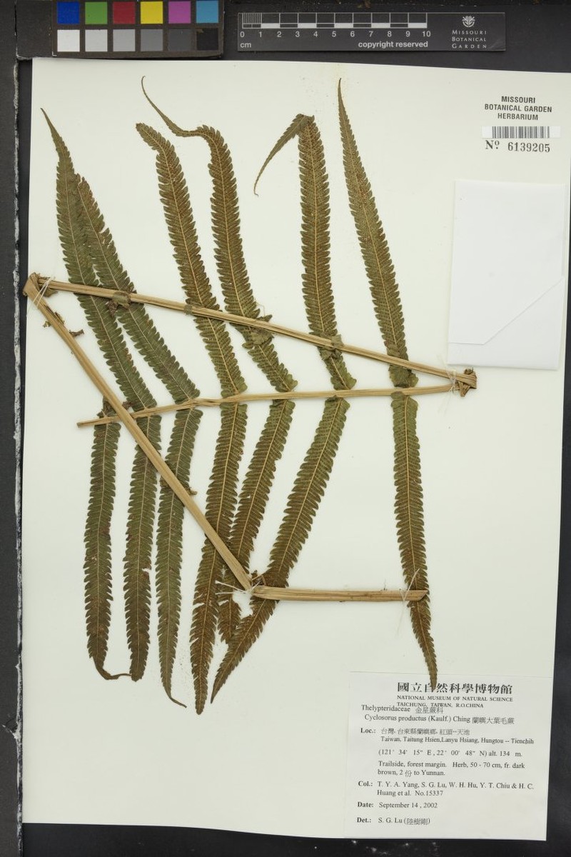 Thelypteris producta