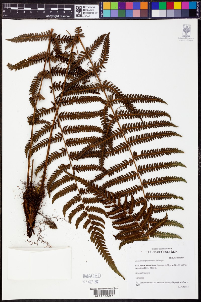 Thelypteris prolatipedis