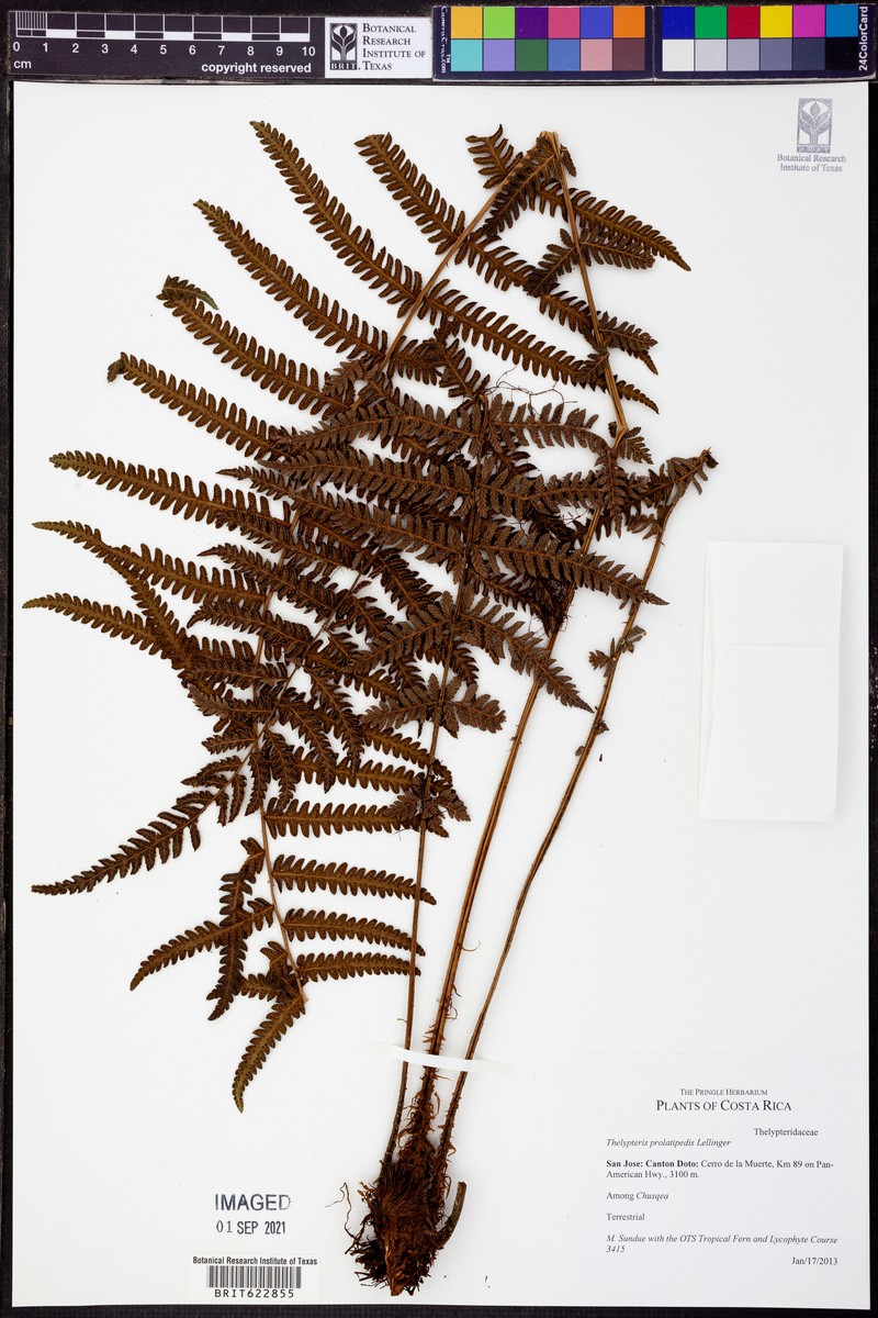 Thelypteris prolatipedis photo 2
