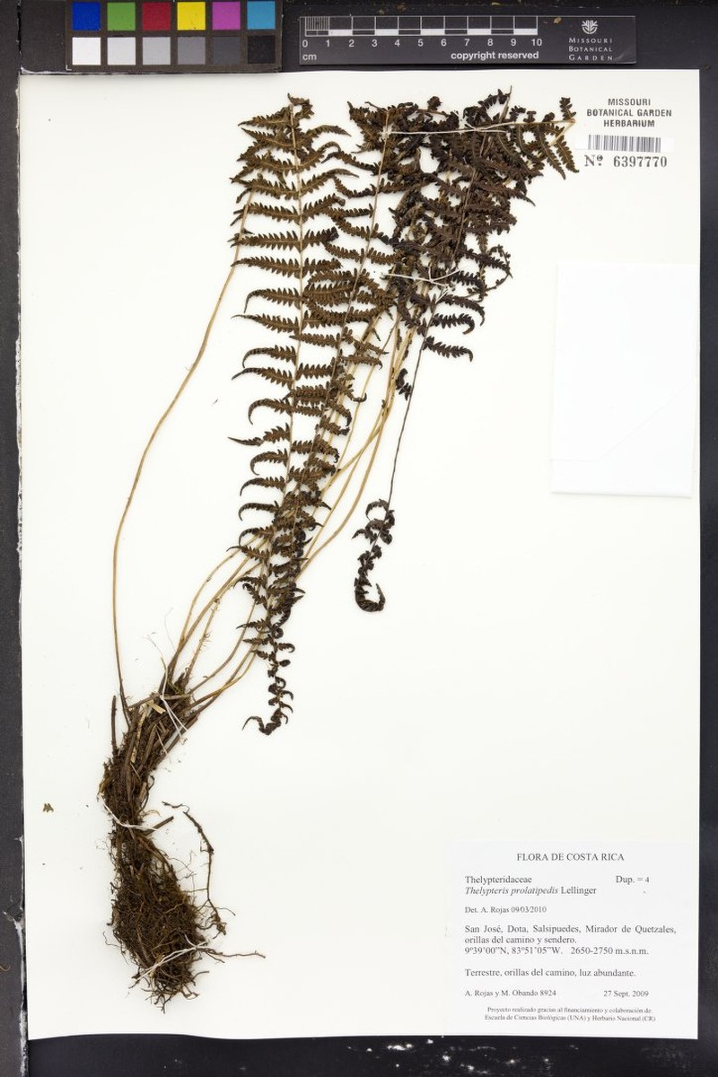 Thelypteris prolatipedis photo 3