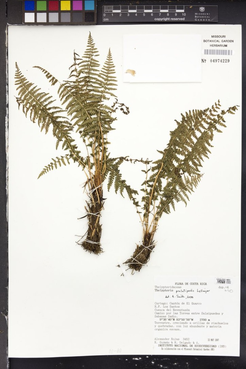 Thelypteris prolatipedis photo 4