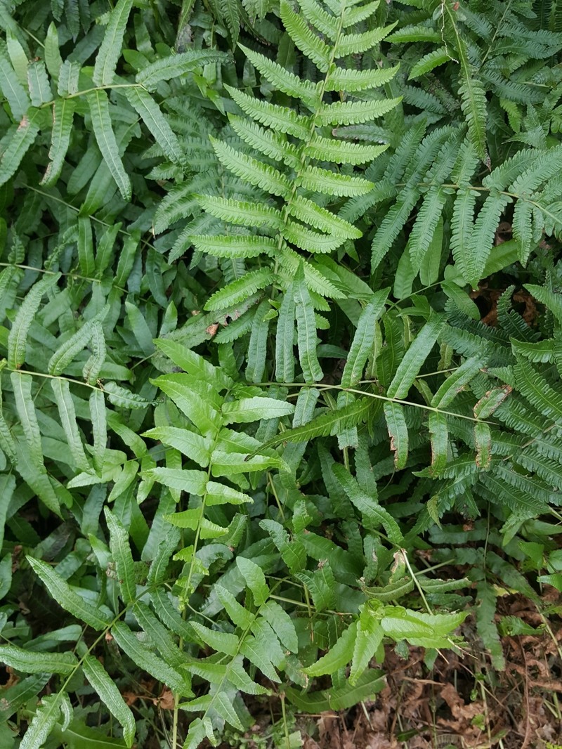 Thelypteris prolifera