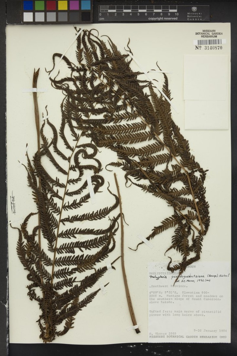 Thelypteris pseudogueintziana