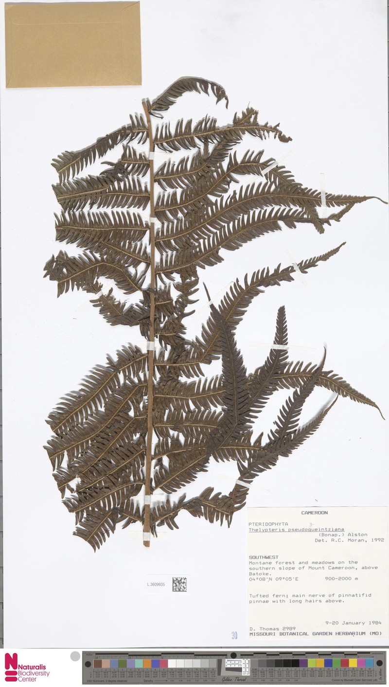 Thelypteris pseudogueintziana photo 2