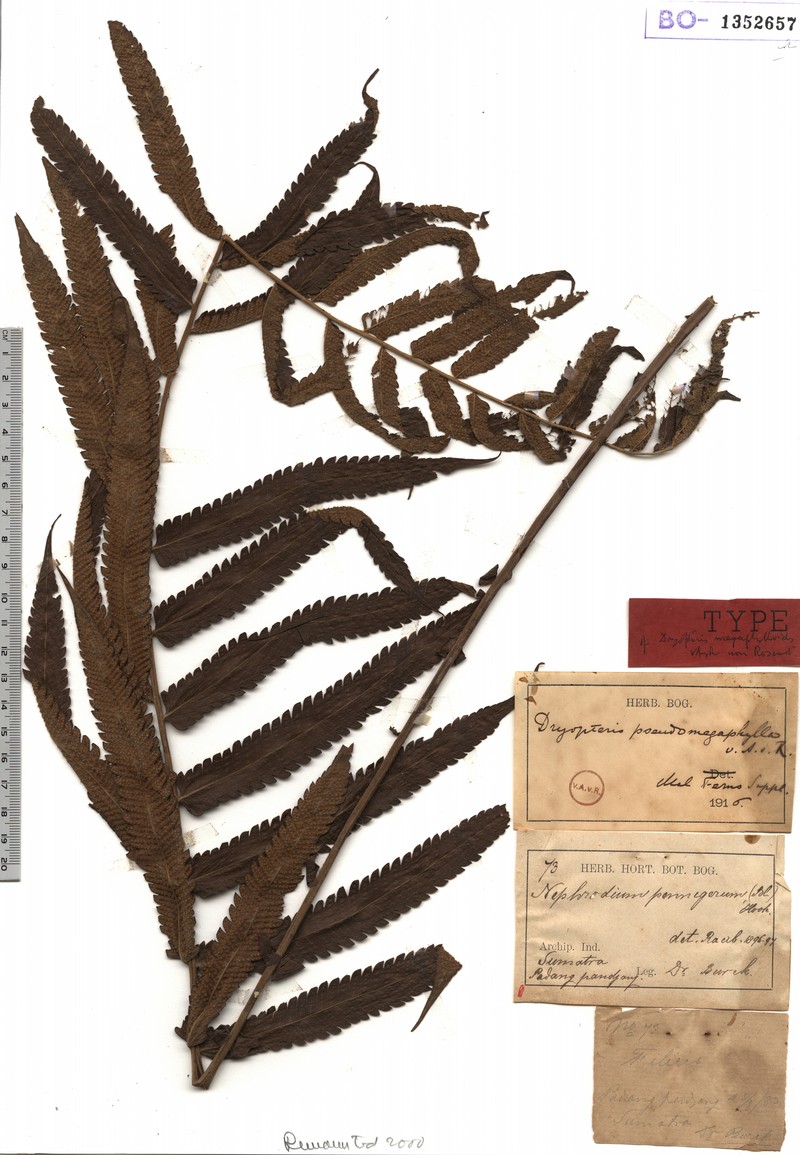 Thelypteris pseudomegaphylla
