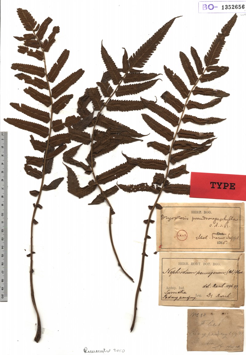 Thelypteris pseudomegaphylla photo 2