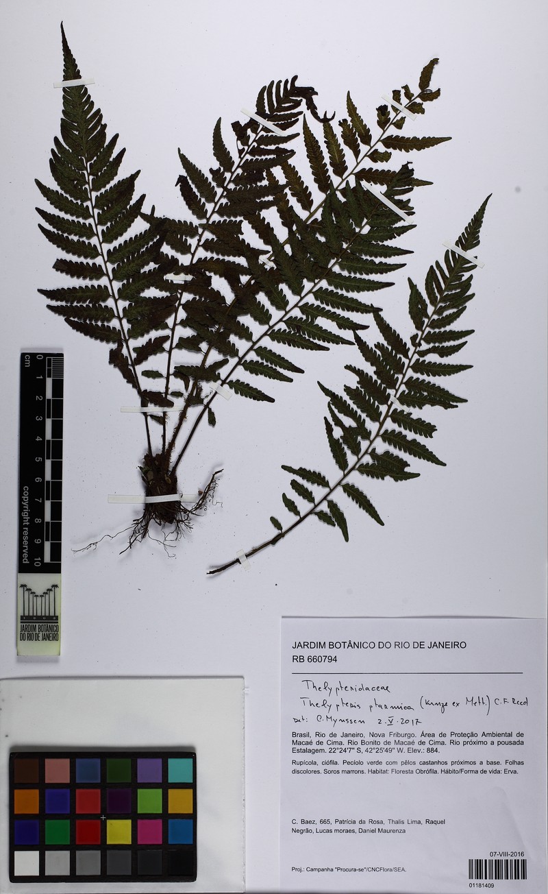 Thelypteris ptarmica