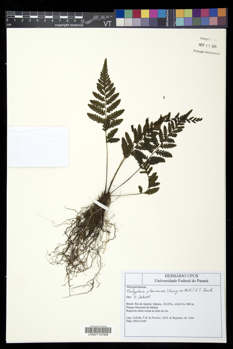 Thelypteris ptarmica photo 2