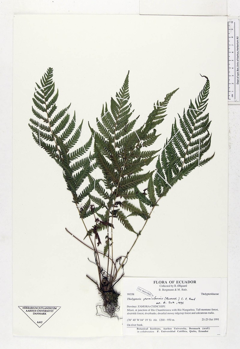 Thelypteris ptarmiciformis