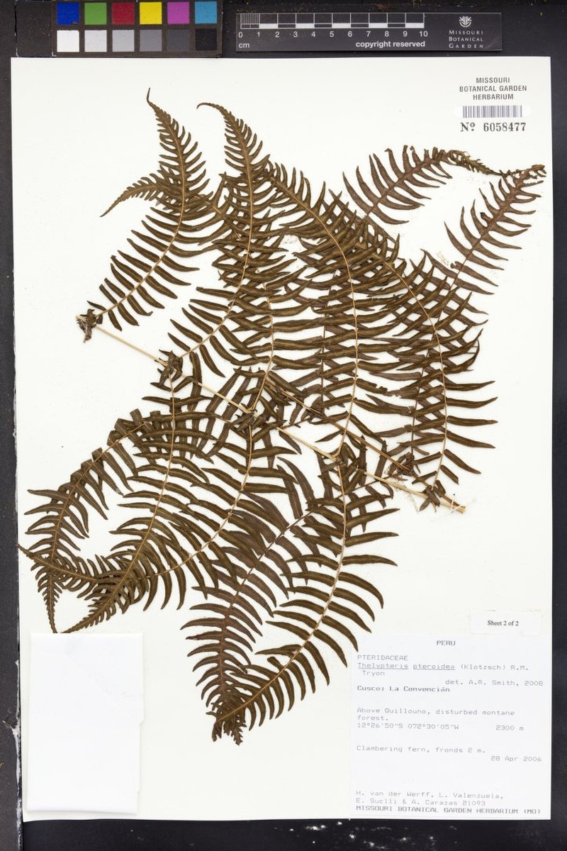 Thelypteris pteroidea