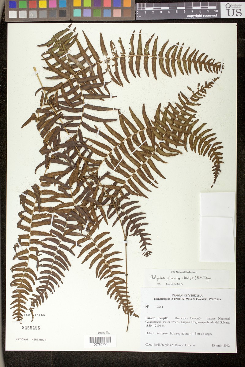 Thelypteris pteroidea photo 2
