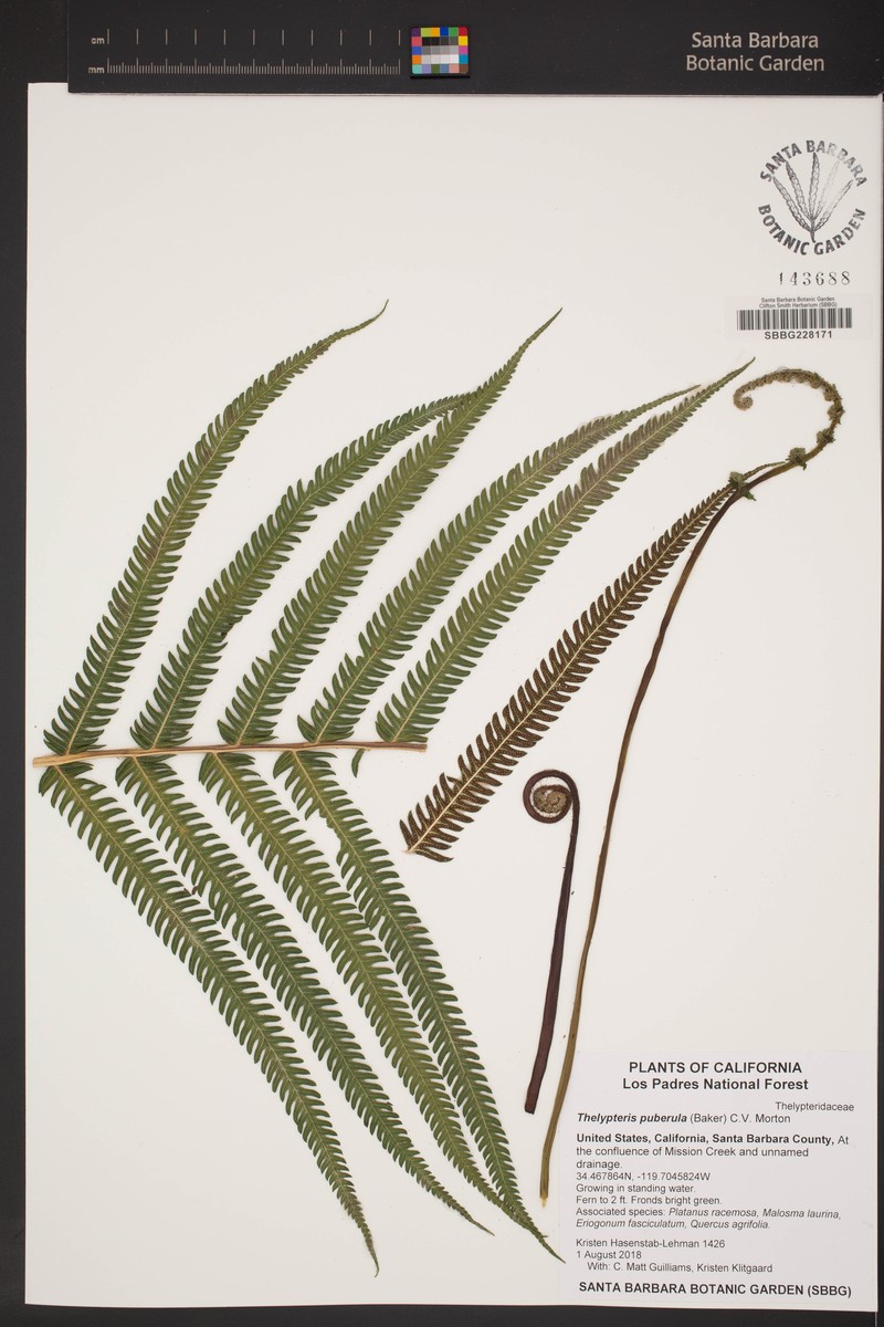 Showy Maiden Fern photo 2