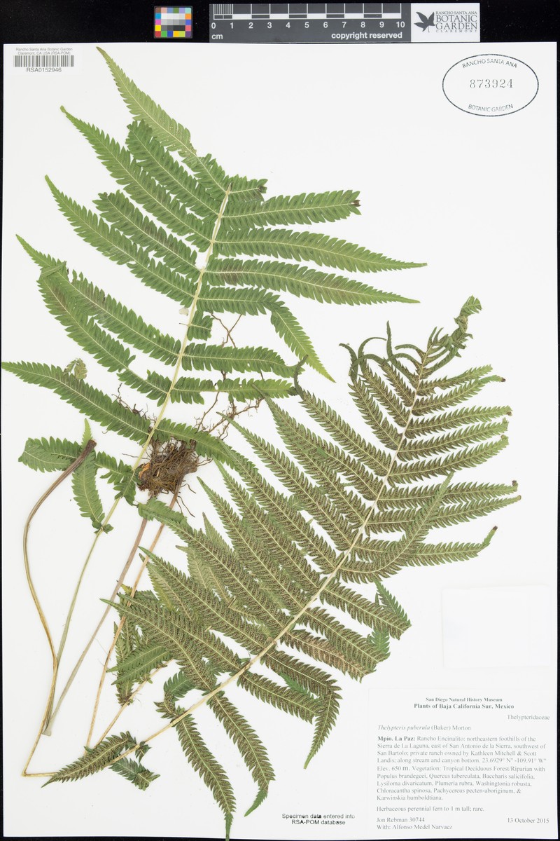 Showy Maiden Fern photo 3