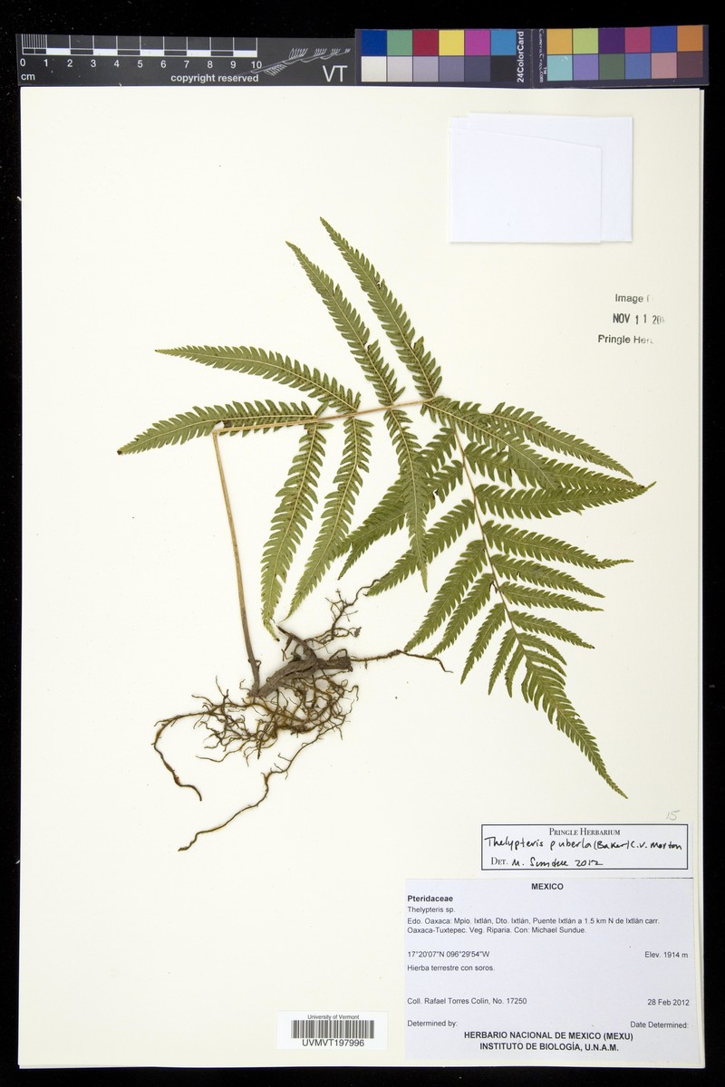 Showy Maiden Fern photo 4