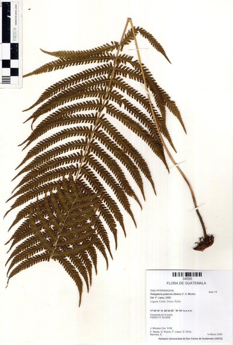 Showy Maiden Fern photo 5