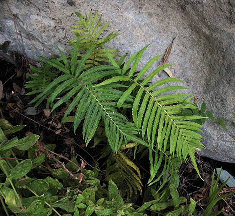Showy Maiden Fern