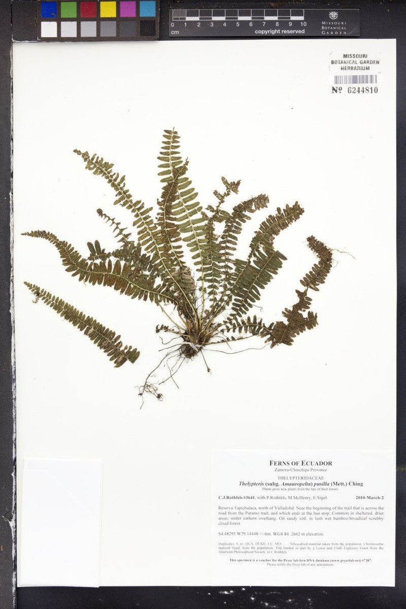 Thelypteris pusilla