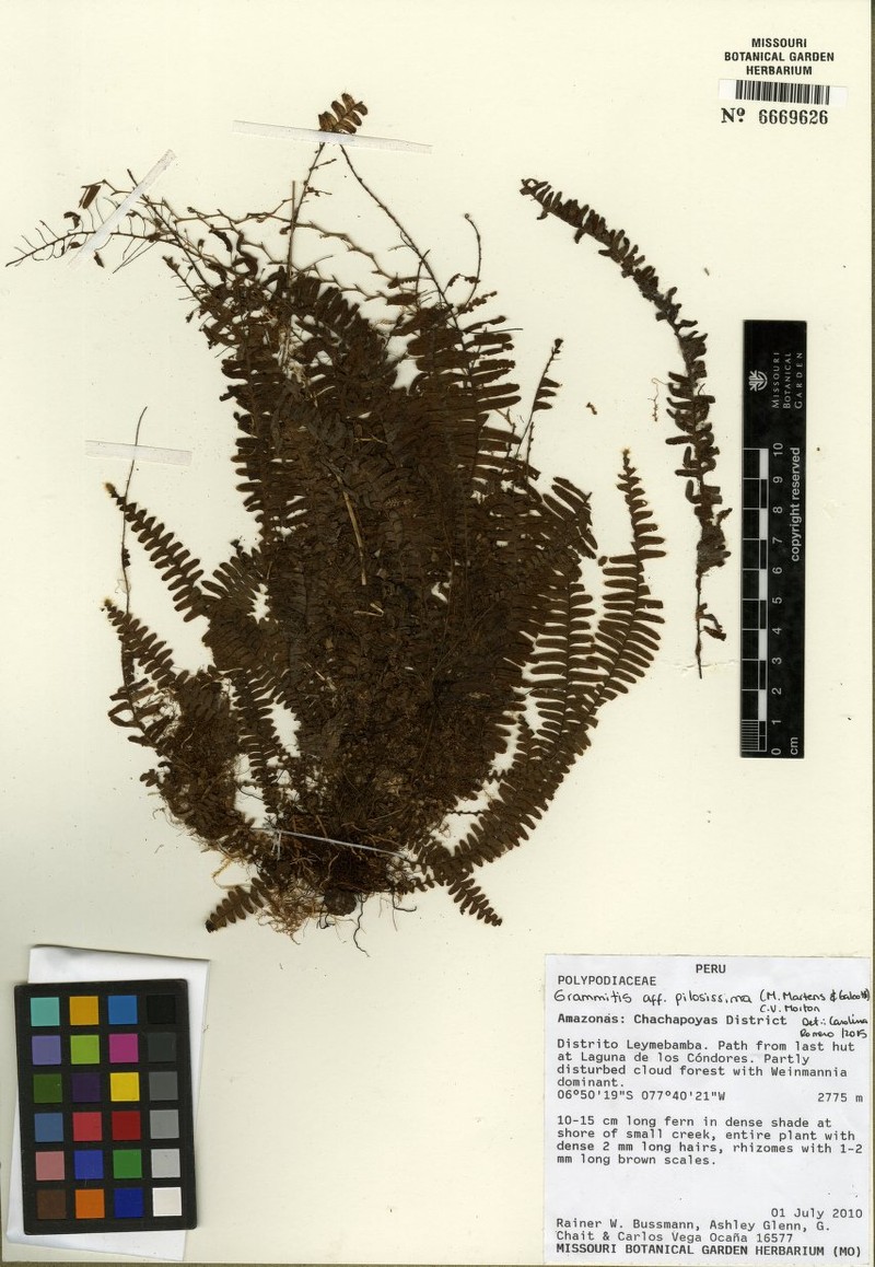 Thelypteris pusilla photo 2