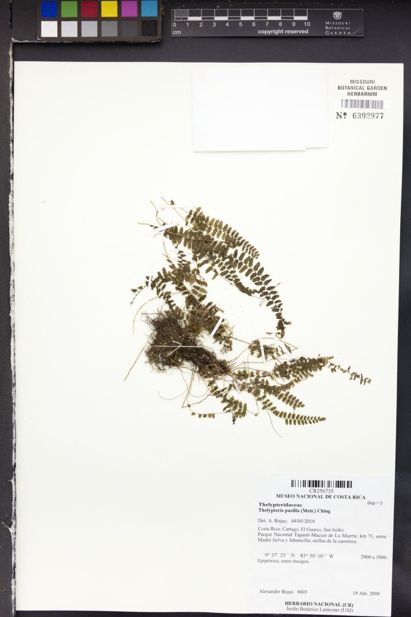Thelypteris pusilla photo 3