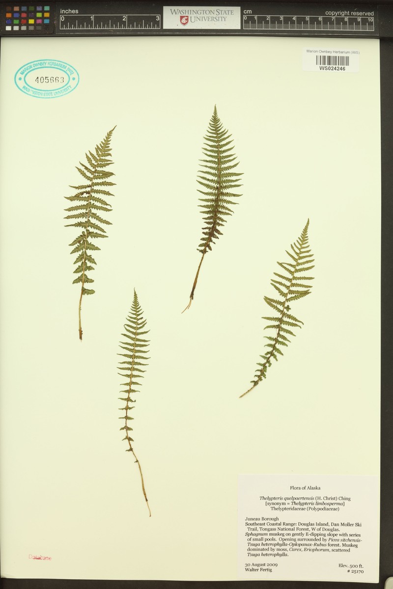 Queen's-Veil Maiden Fern