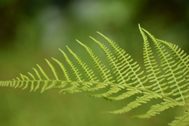 Queen's-Veil Maiden Fern