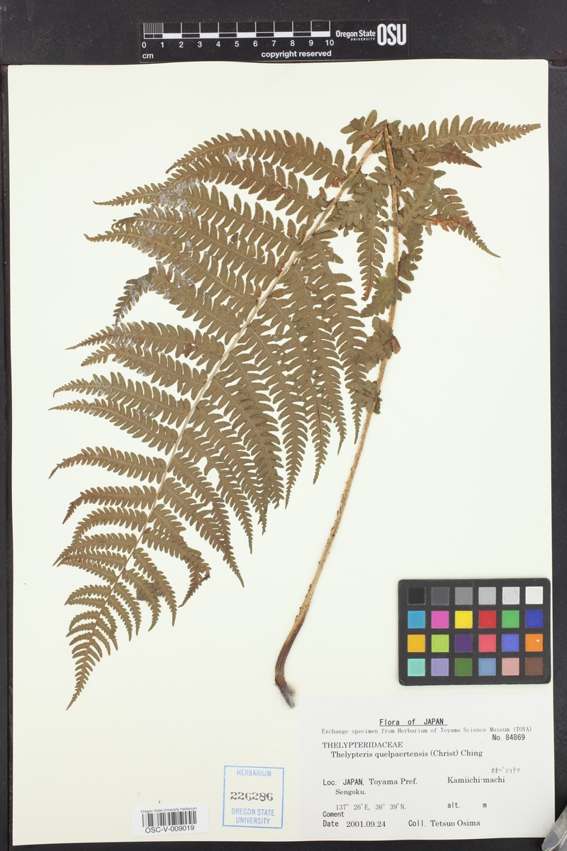 Thelypteris quelpartensis