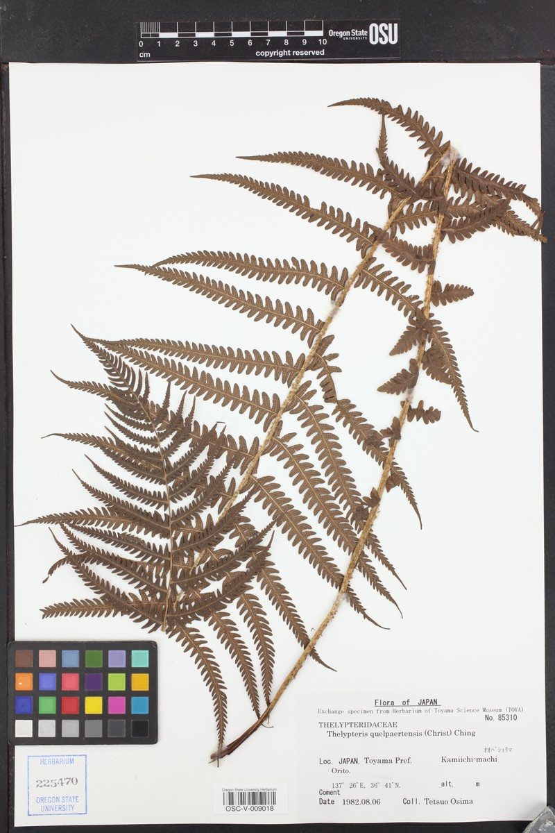 Thelypteris quelpartensis photo 2