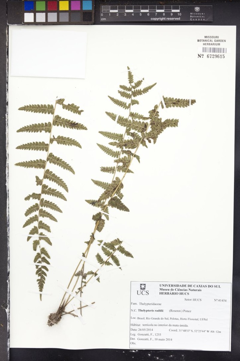 Thelypteris raddii
