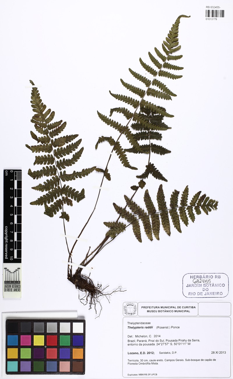 Thelypteris raddii photo 2