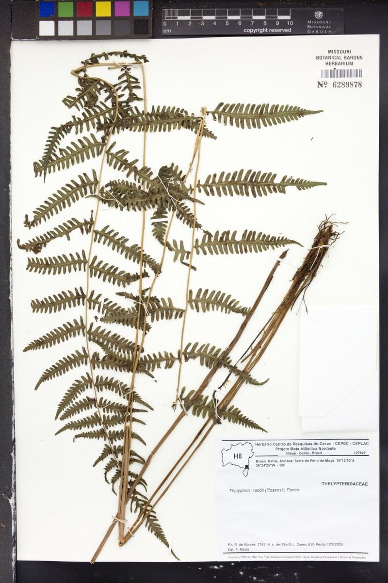 Thelypteris raddii photo 3