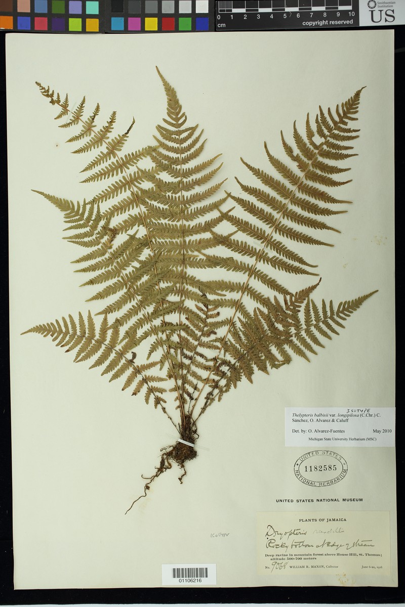 Thelypteris randallii