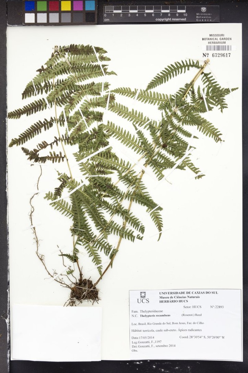 Thelypteris recumbens