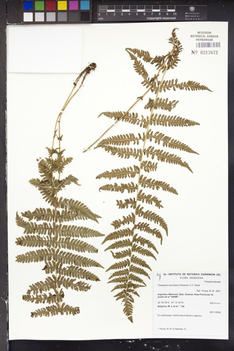 Thelypteris recumbens photo 2