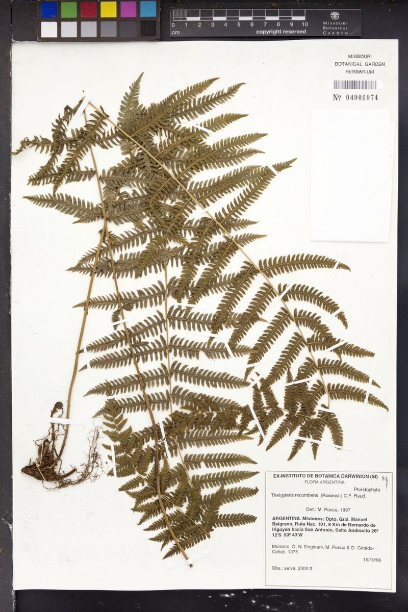 Thelypteris recumbens photo 3