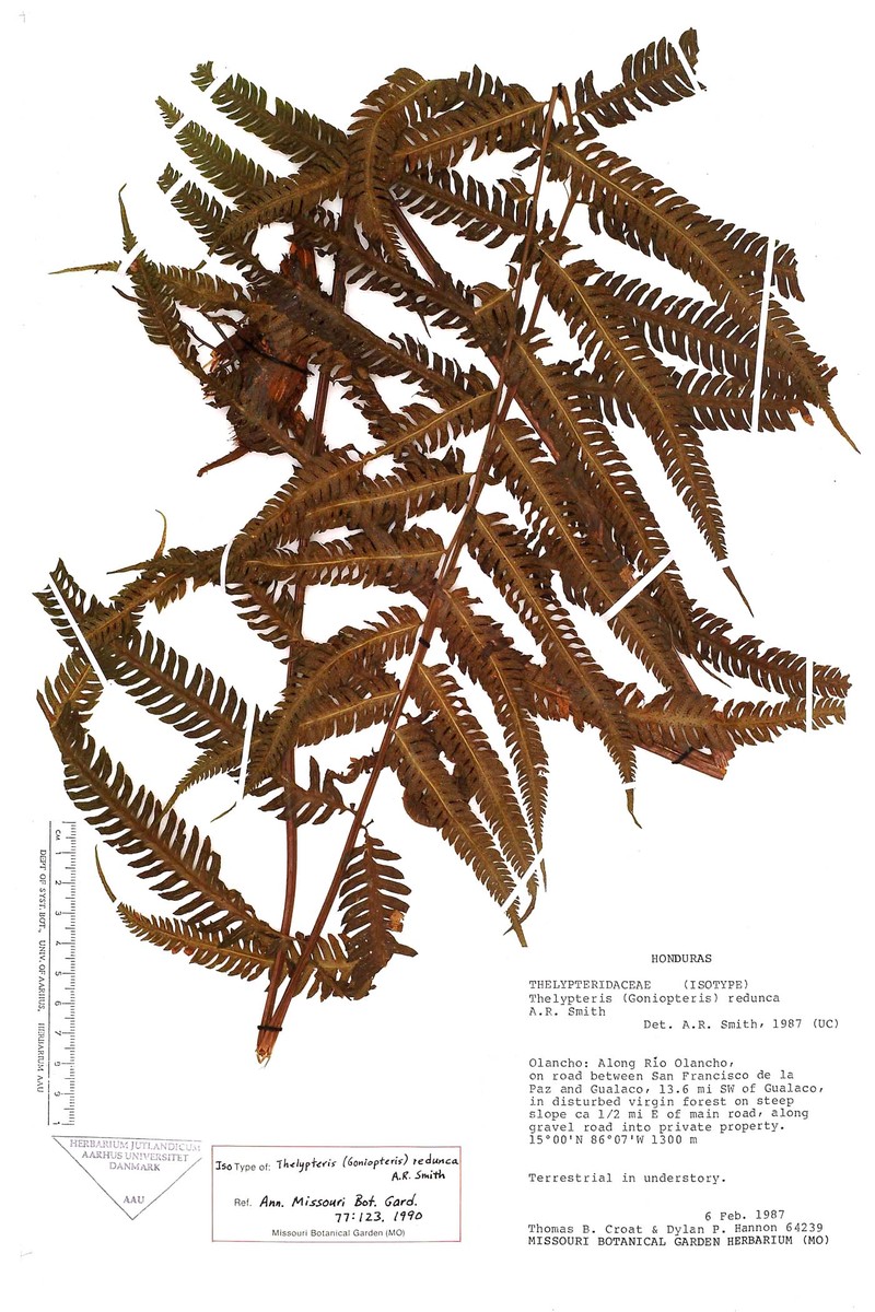 Thelypteris redunca