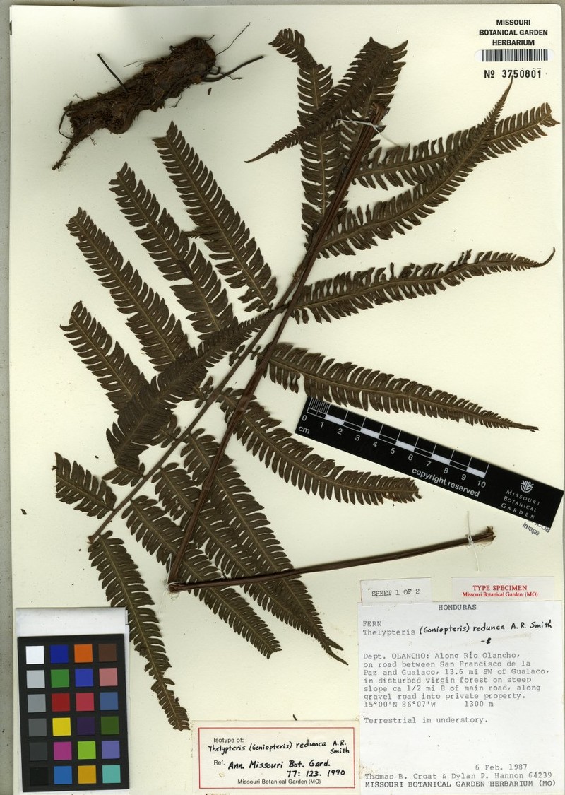 Thelypteris redunca photo 2