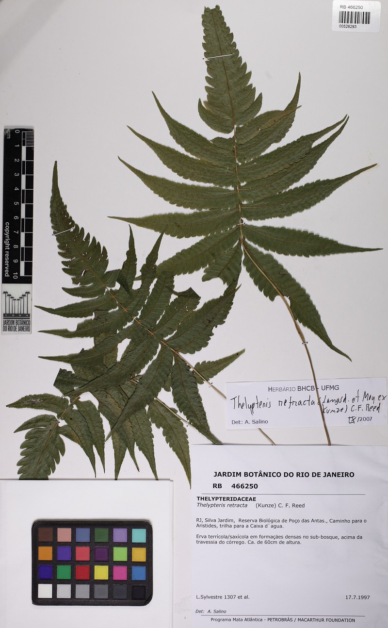 Thelypteris refracta