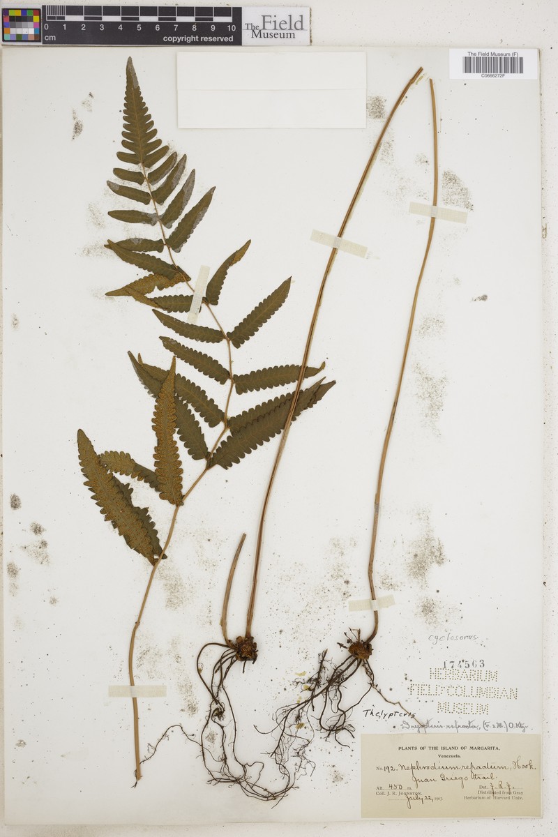 Thelypteris refracta photo 2