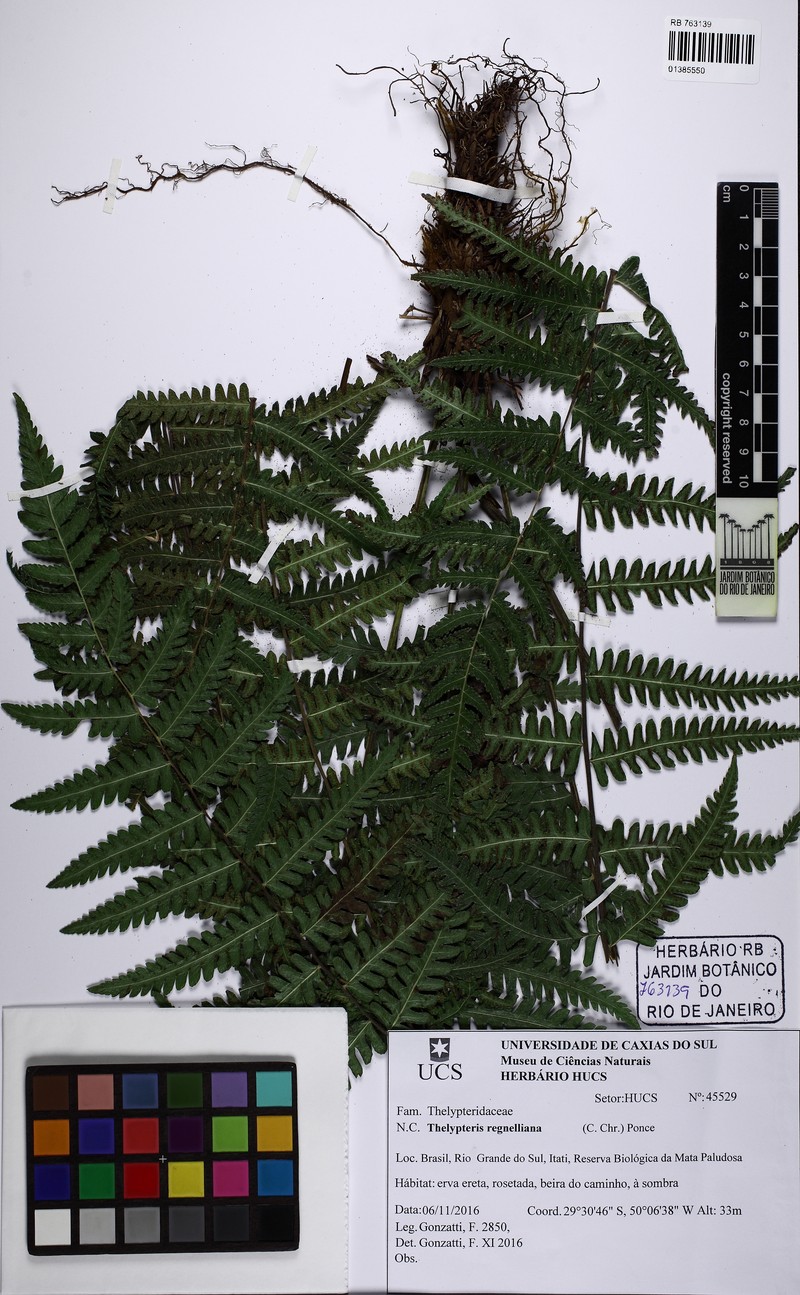 Thelypteris regnelliana