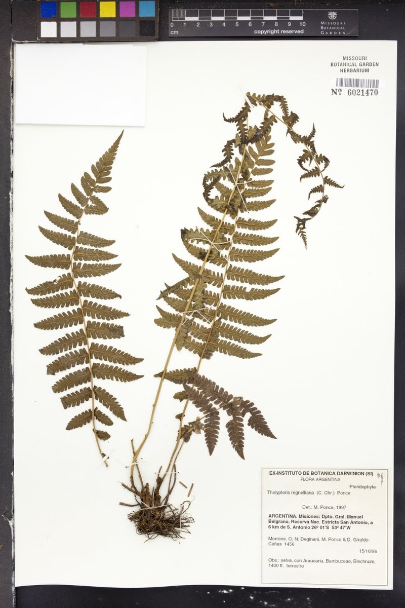 Thelypteris regnelliana photo 2