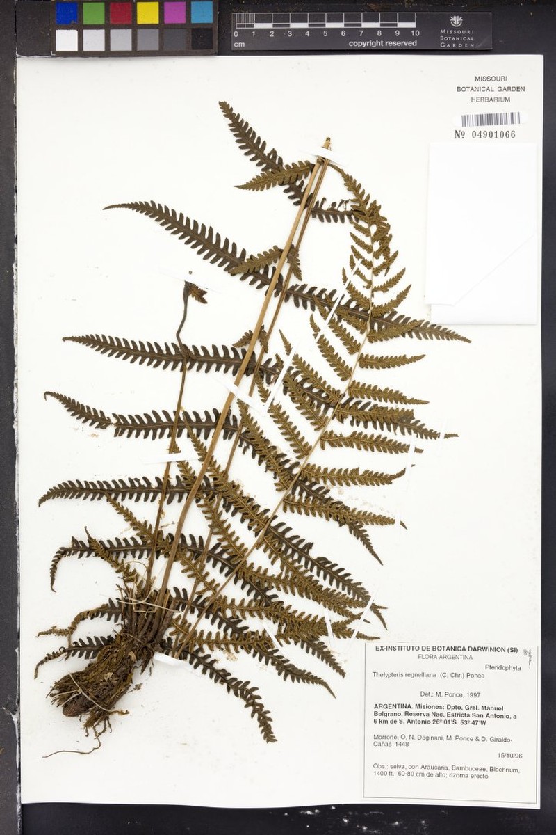 Thelypteris regnelliana photo 4