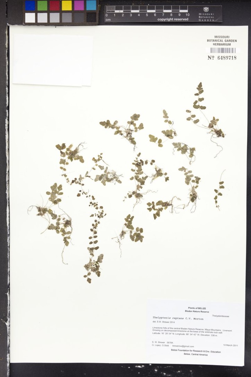 Creeping Maiden Fern