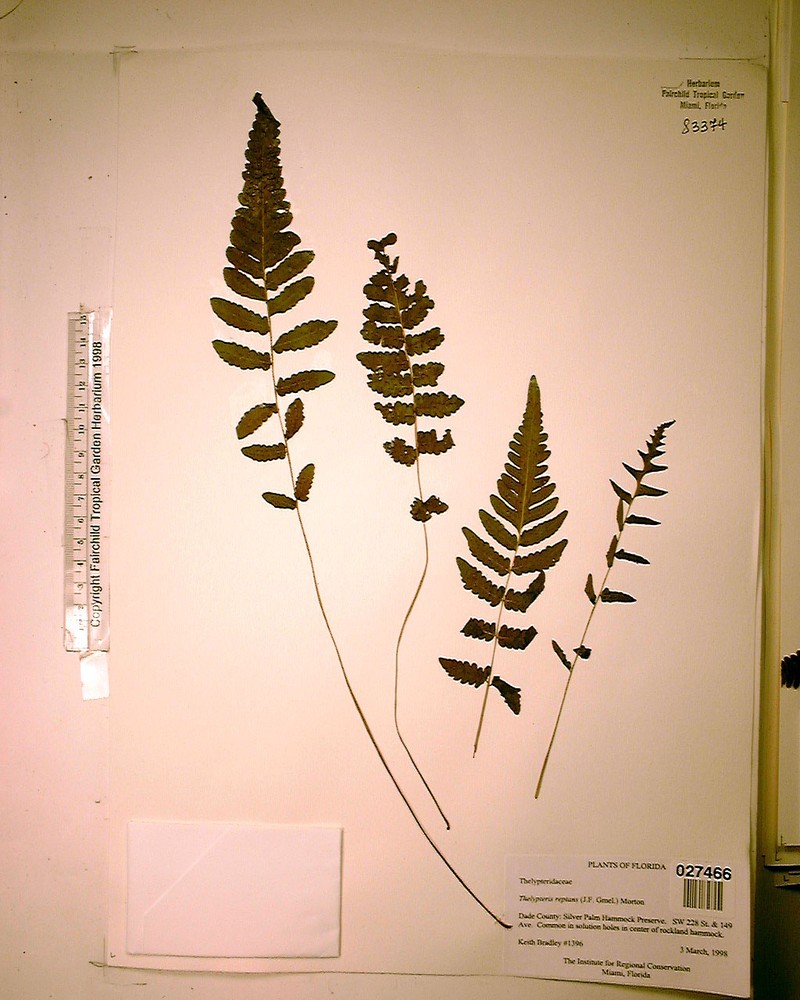 Creeping Maiden Fern photo 2