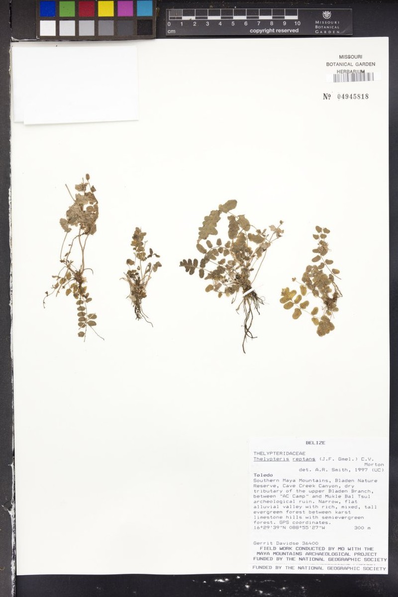 Creeping Maiden Fern photo 3