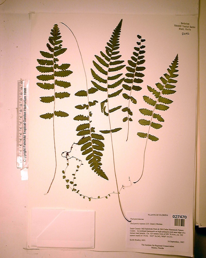 Creeping Maiden Fern photo 4