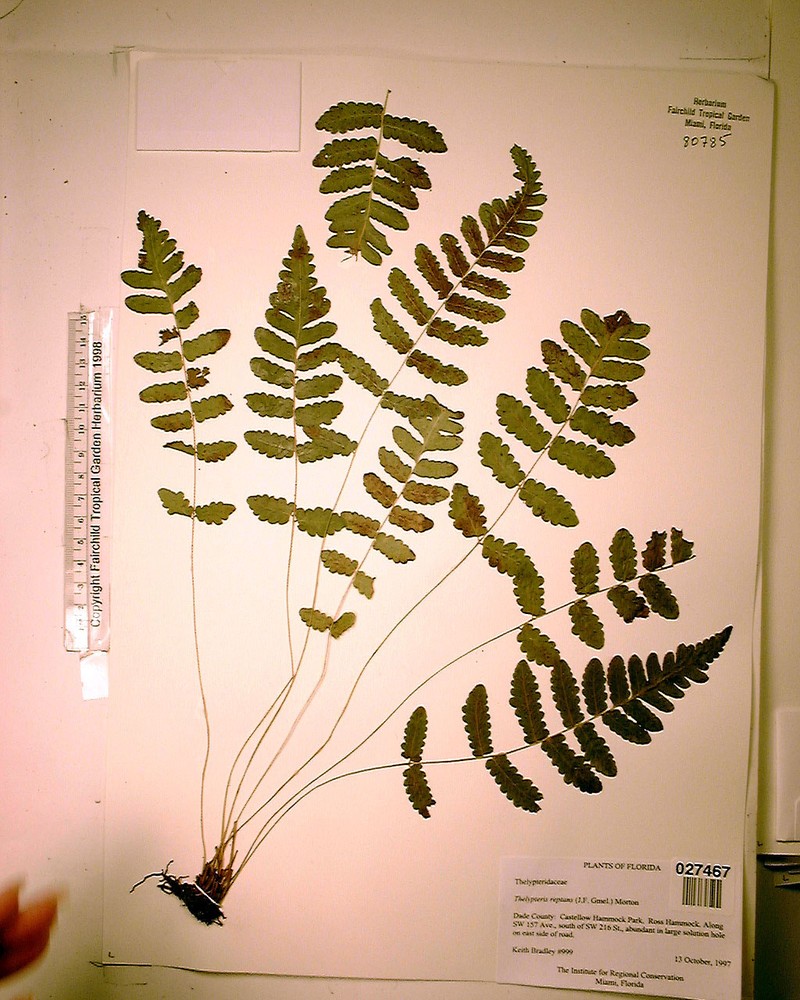 Creeping Maiden Fern photo 5