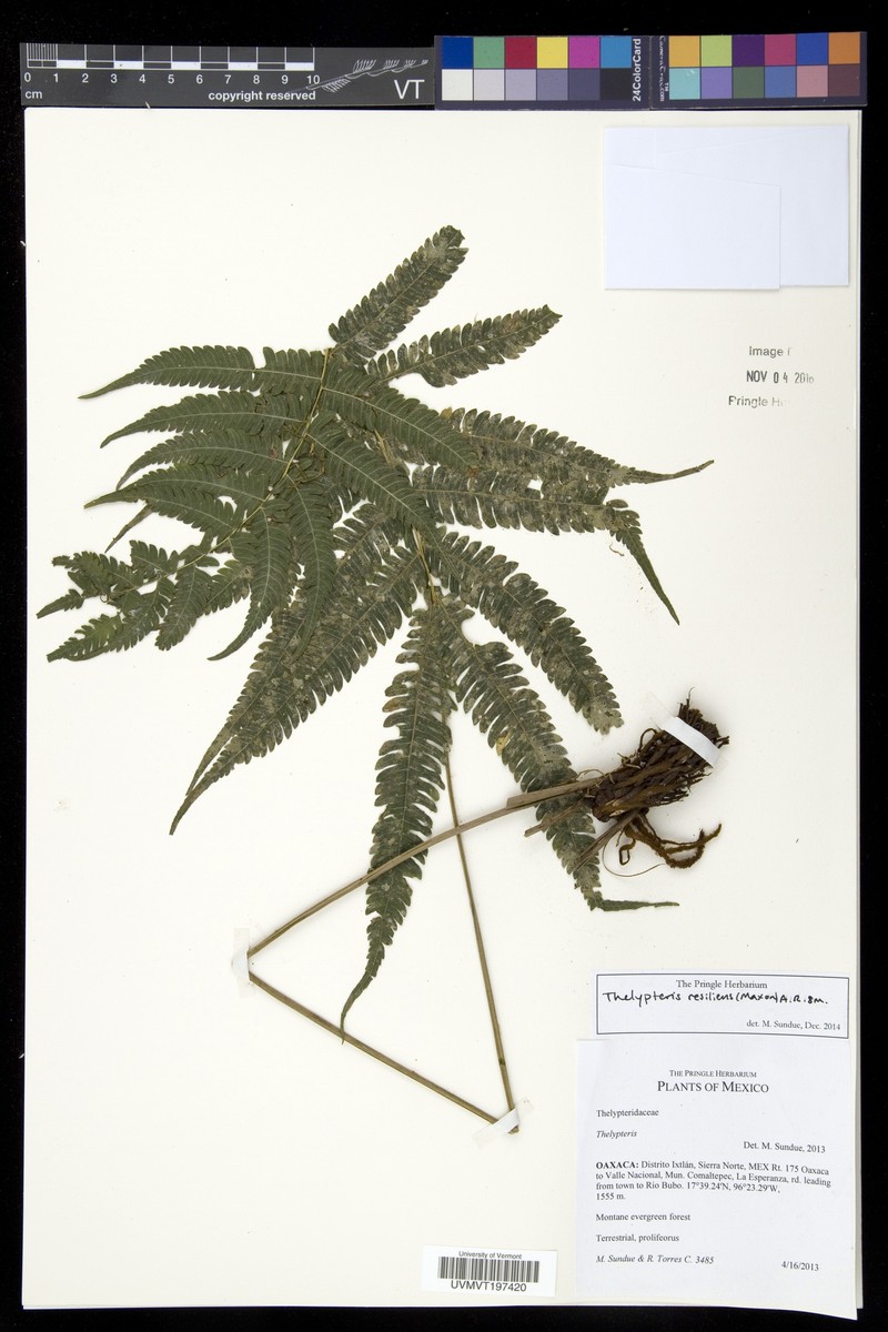 Thelypteris resiliens